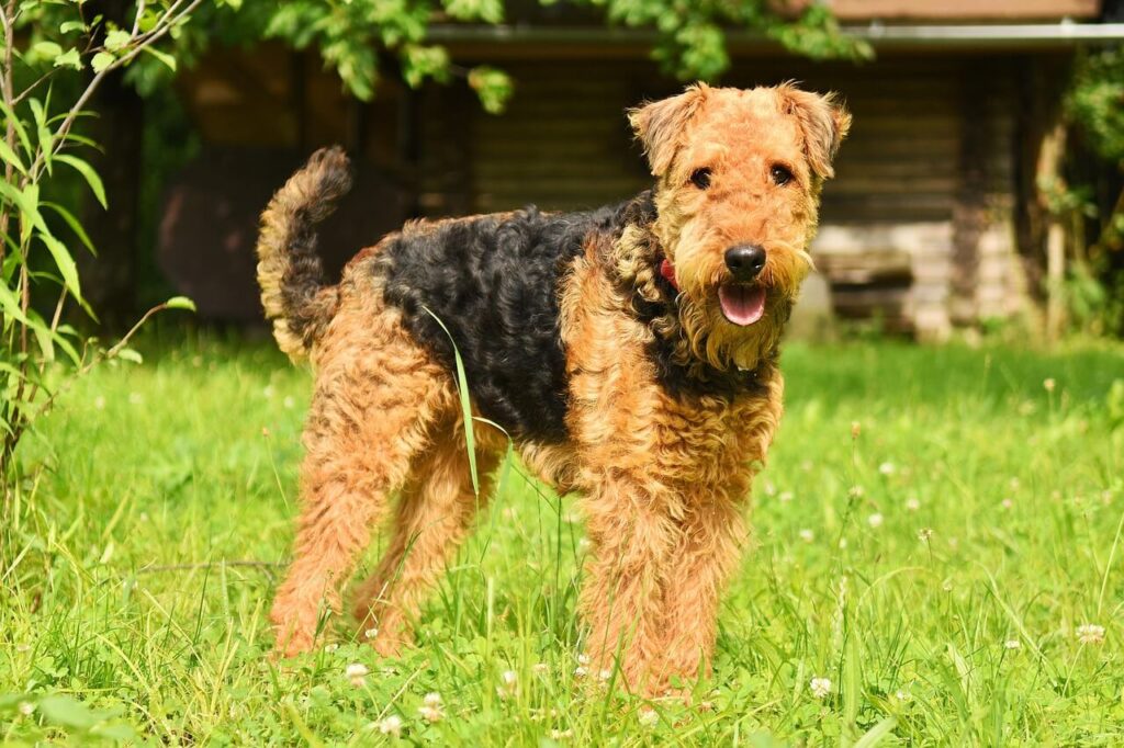 Airedale terier