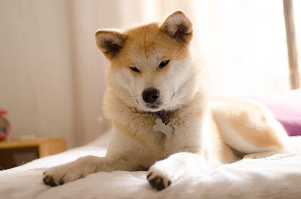 Rasy psów: Akita inu