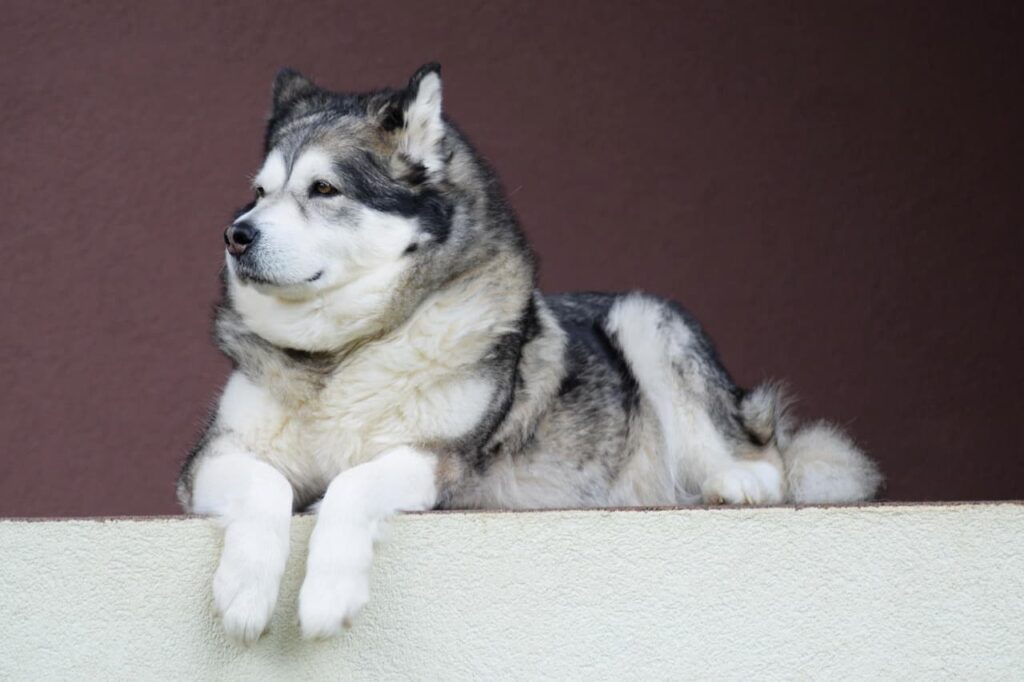 Alaskan malamute