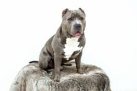 Rasy psów: Amerykański pit bull terier