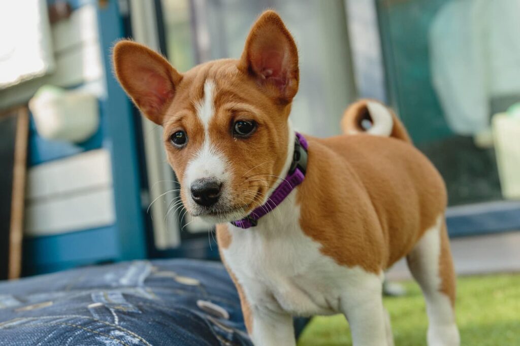 Rasy psów: Basenji