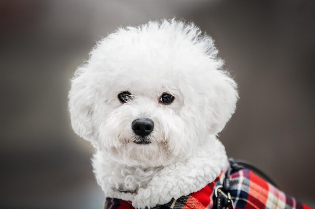 Bichon frise