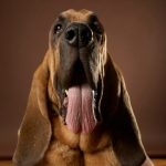 Bloodhound