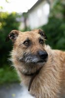 Border terier