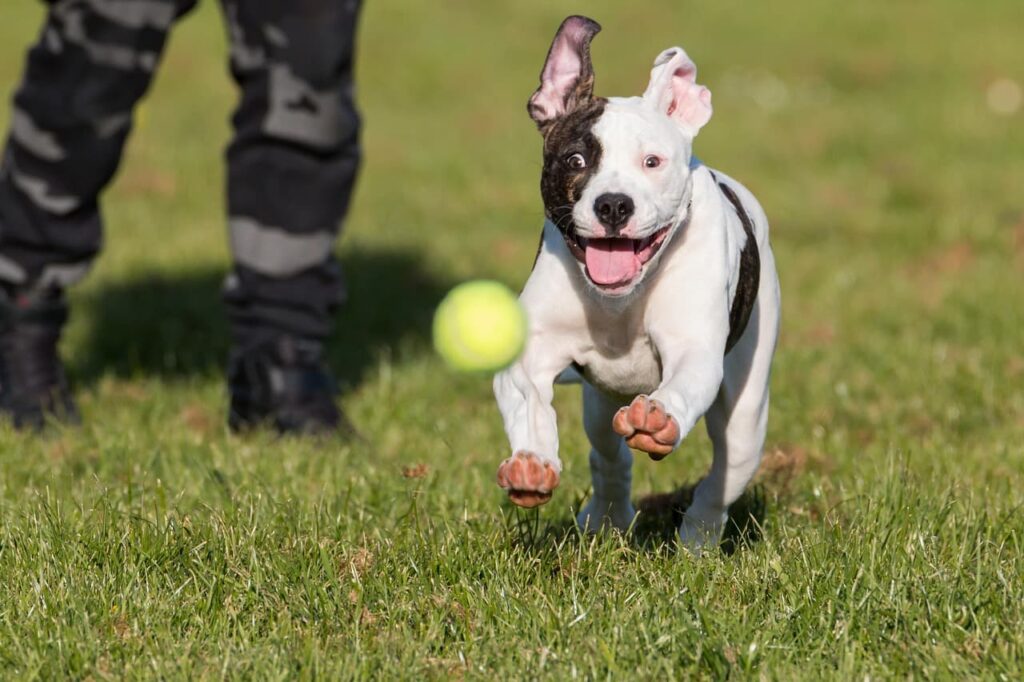 Buldog amerykański