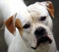 Rasy psów: Buldog amerykański