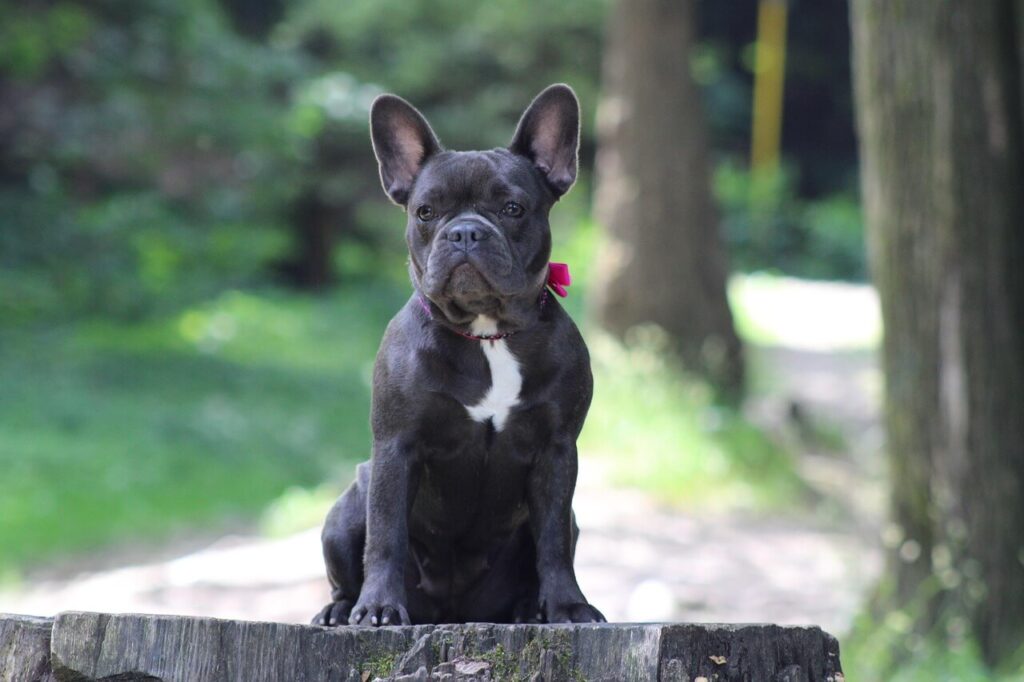 Buldog francuski