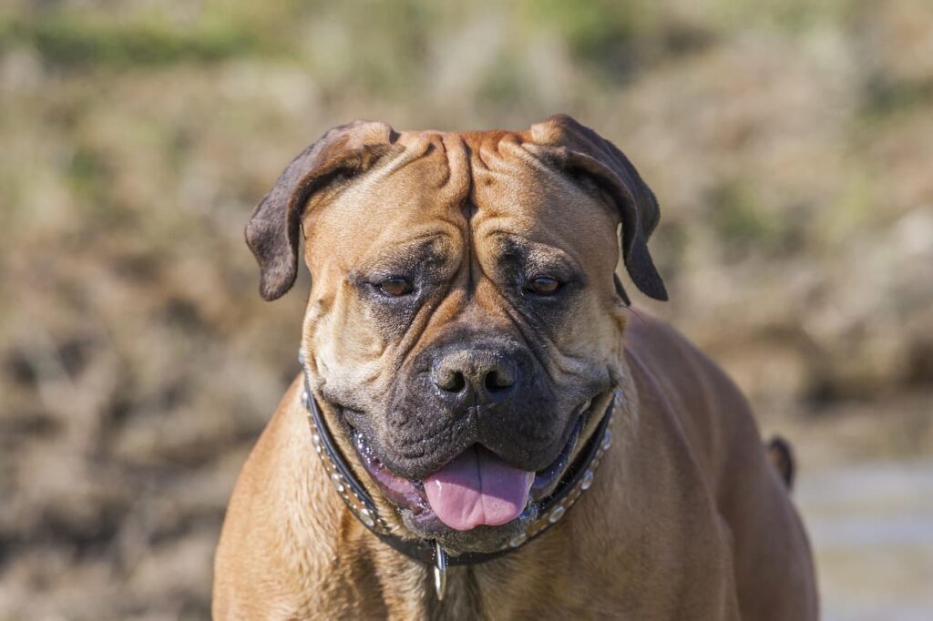 Bullmastif