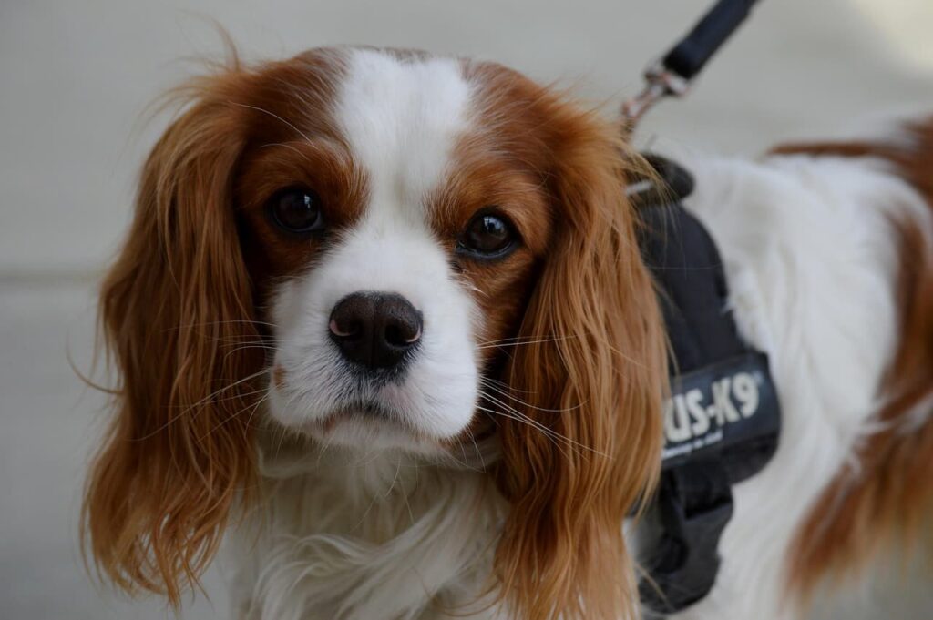 Cavalier king charles spaniel (większe okazy)