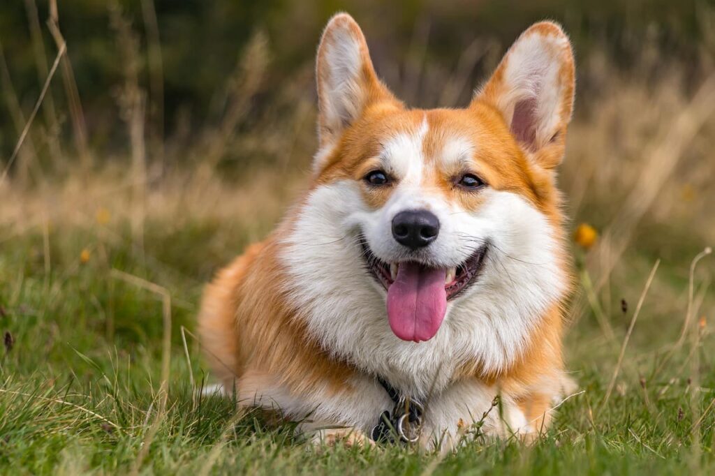 Rasy psów: Corgi