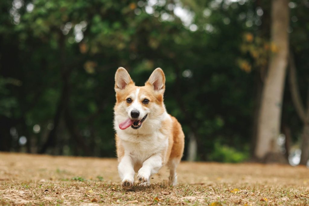 Corgi