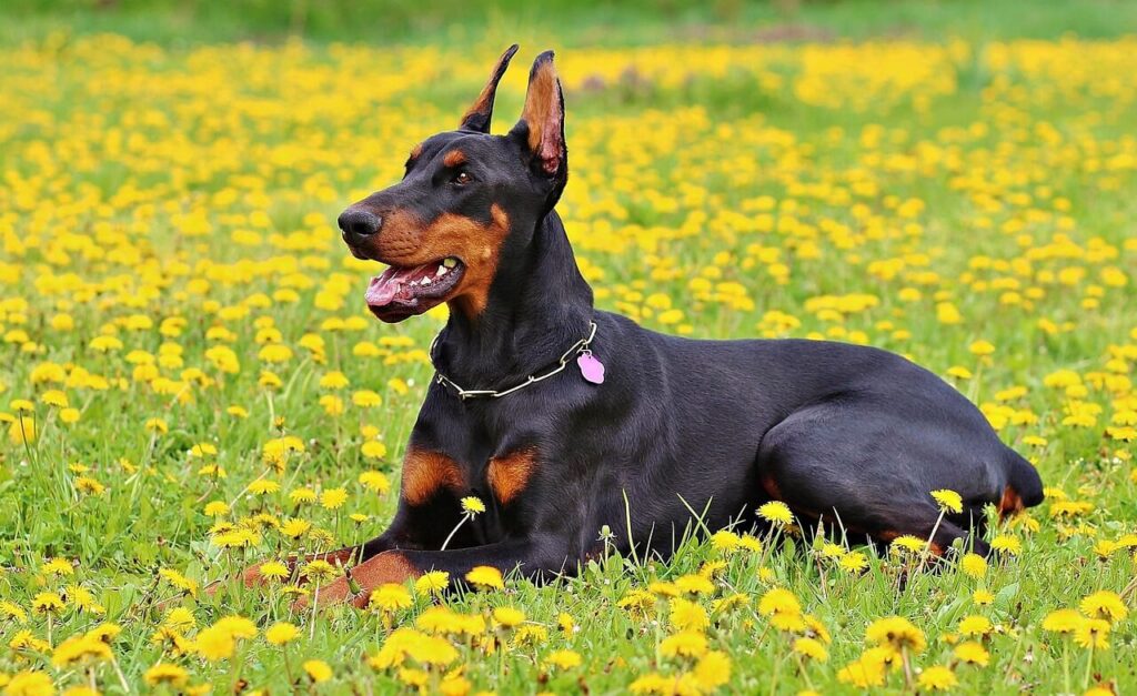 Rasy psów: Doberman