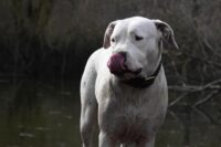Rasy psów: Dog argentyński