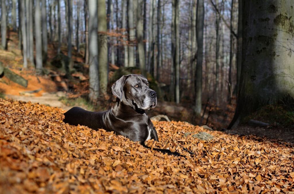 Rasy psów: Dog niemiecki