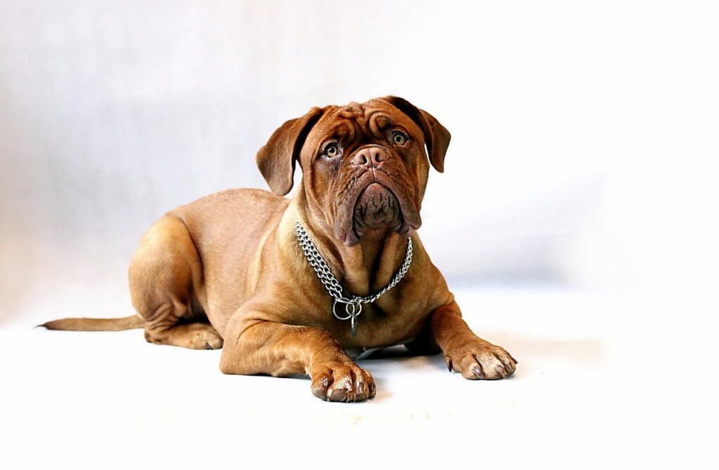 Dog z Bordeaux
