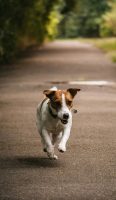 Jack Russel Terier