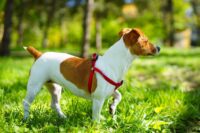Rasy psów: Jack russel terier