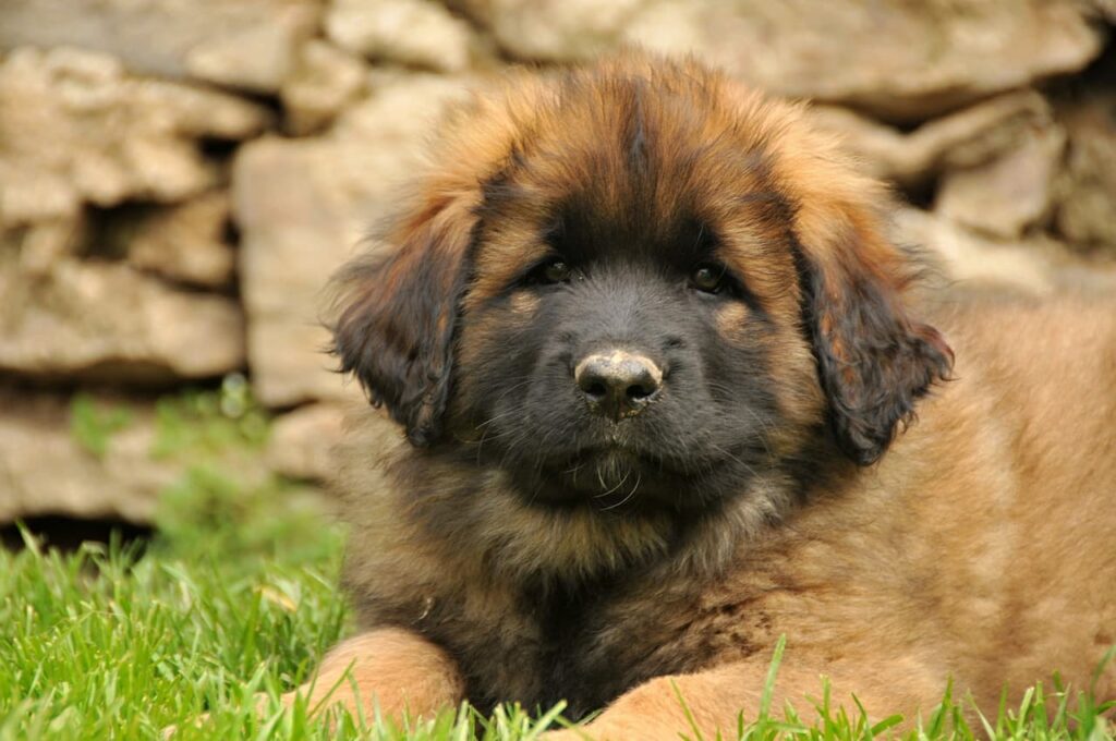 Rasy psów: Leonberger