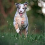 Rasy psów: Owczarek australijski miniaturowy 
