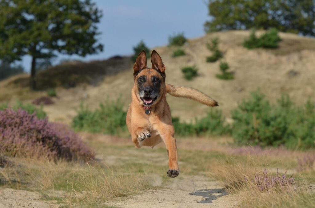 Owczarek belgijski malinois