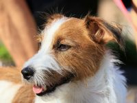 Parson Russel Terier