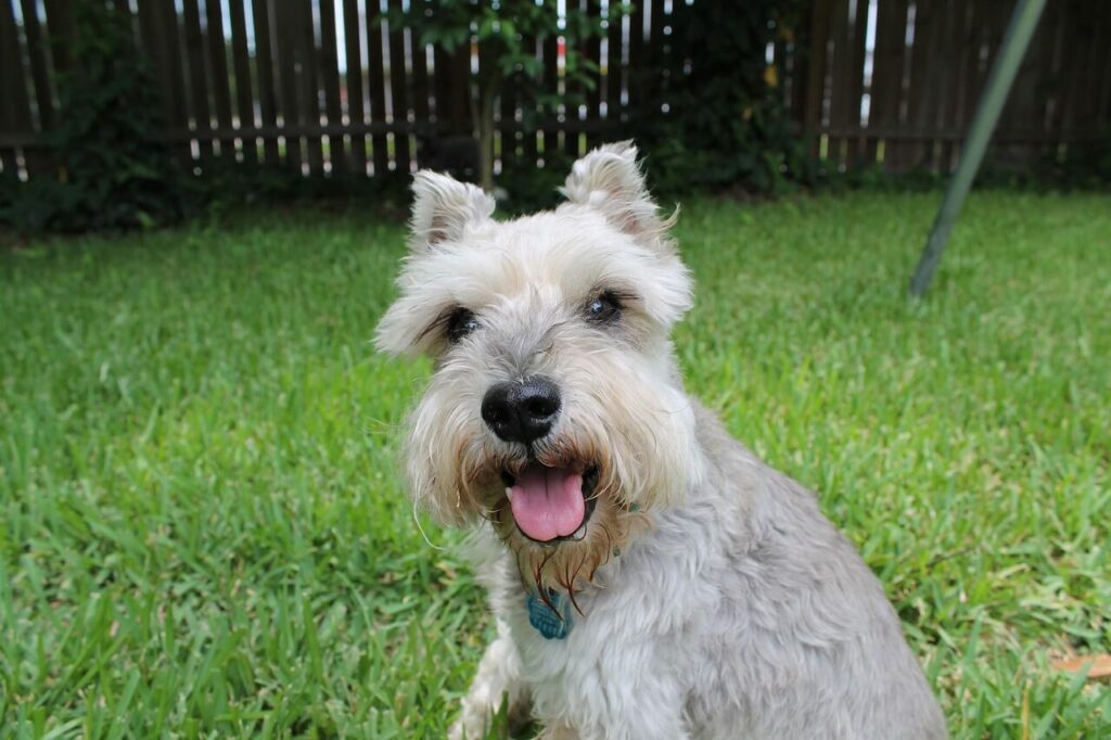 Schnauzer miniaturowy