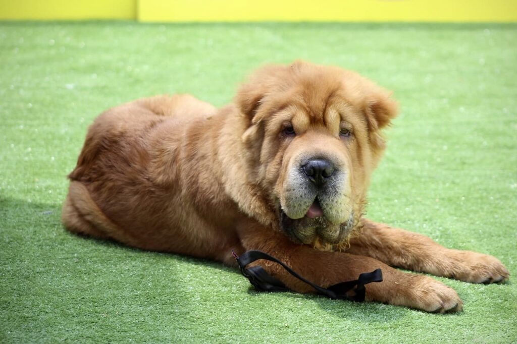 Shar pei