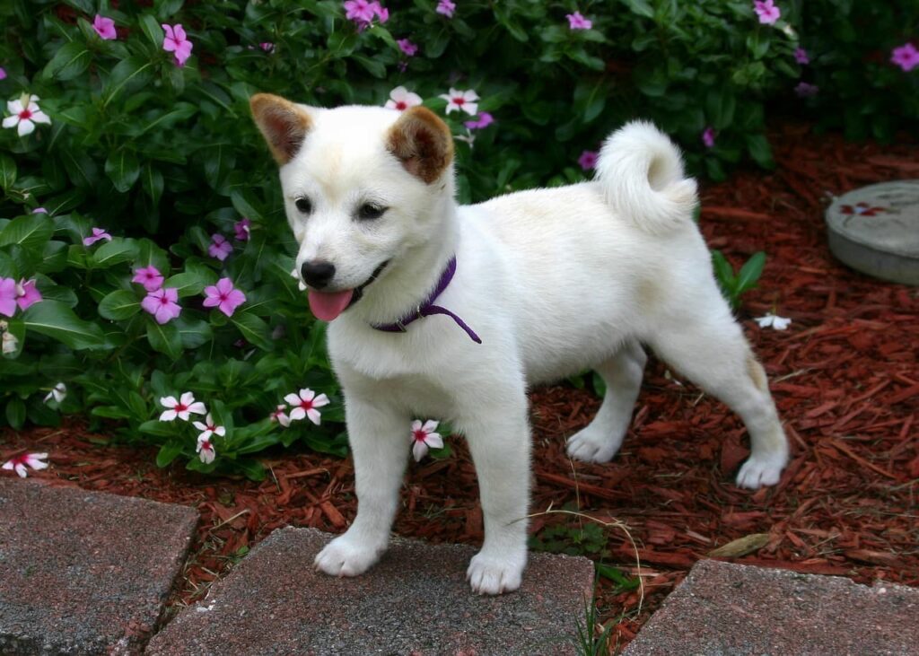 Rasy psów: Shiba inu