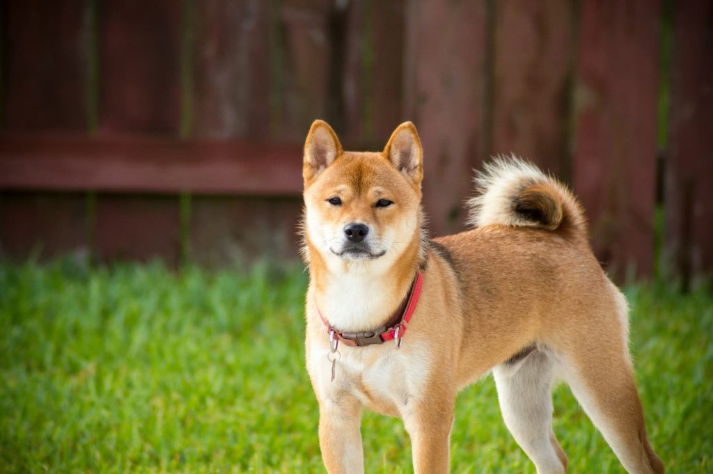 Shiba inu