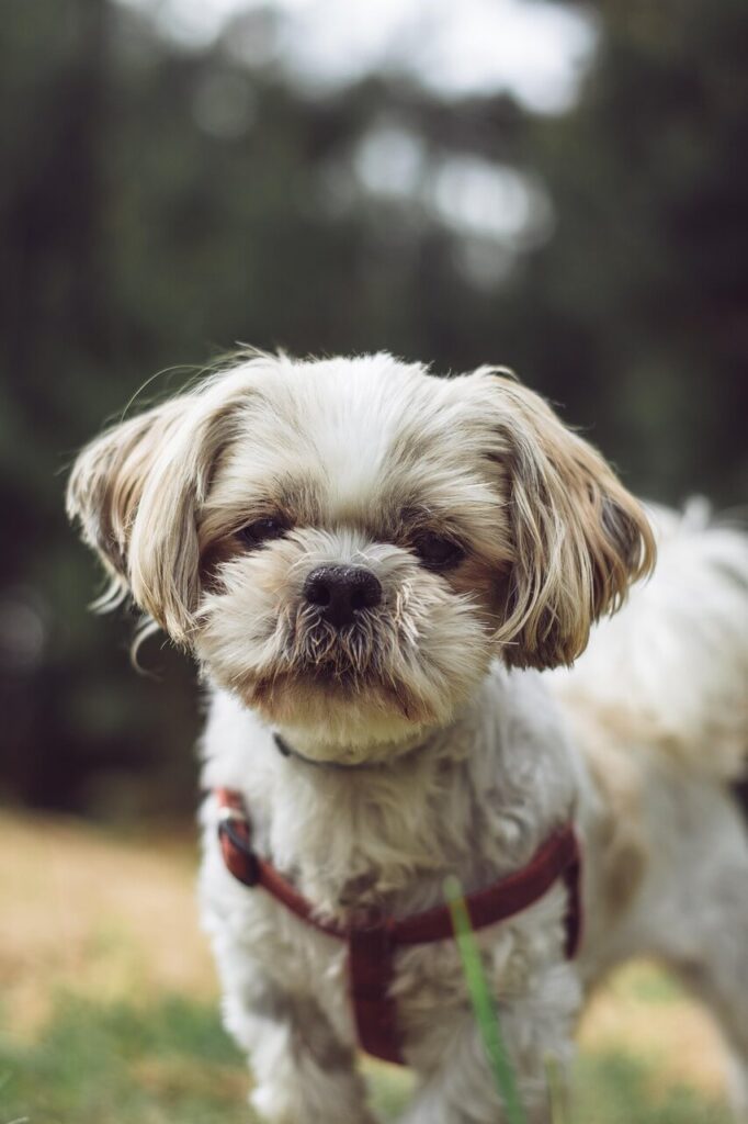 Shiz Tzu