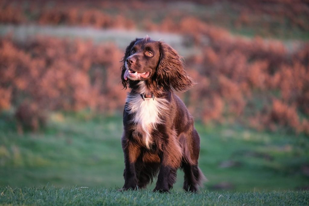 Spaniel