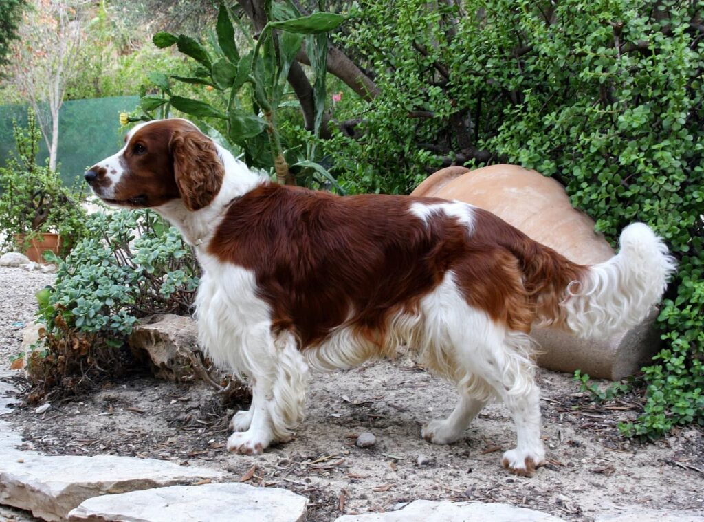 Springer