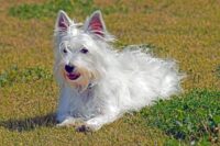 West highland white terier