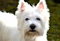 West highland white terier