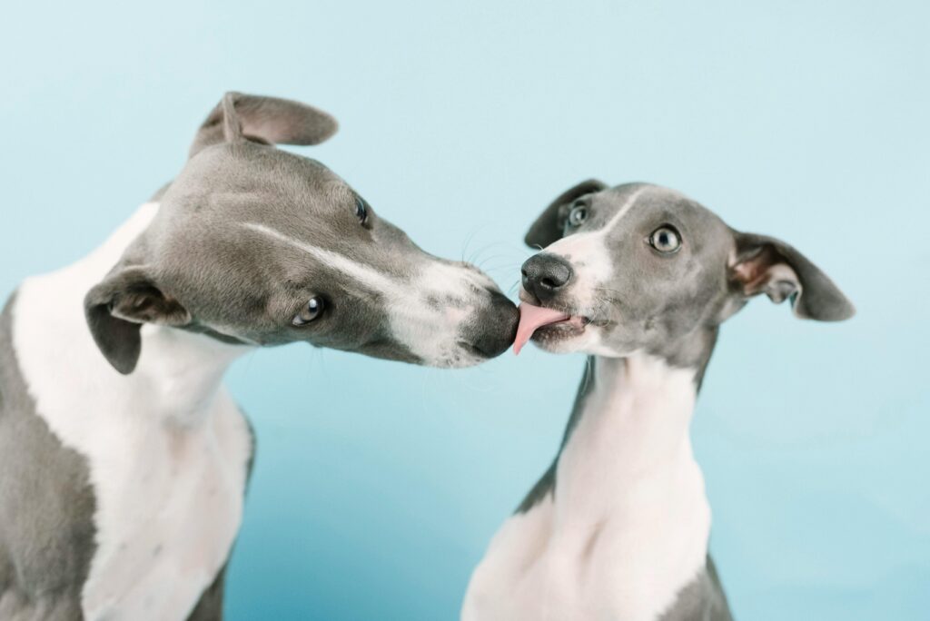 Whippet