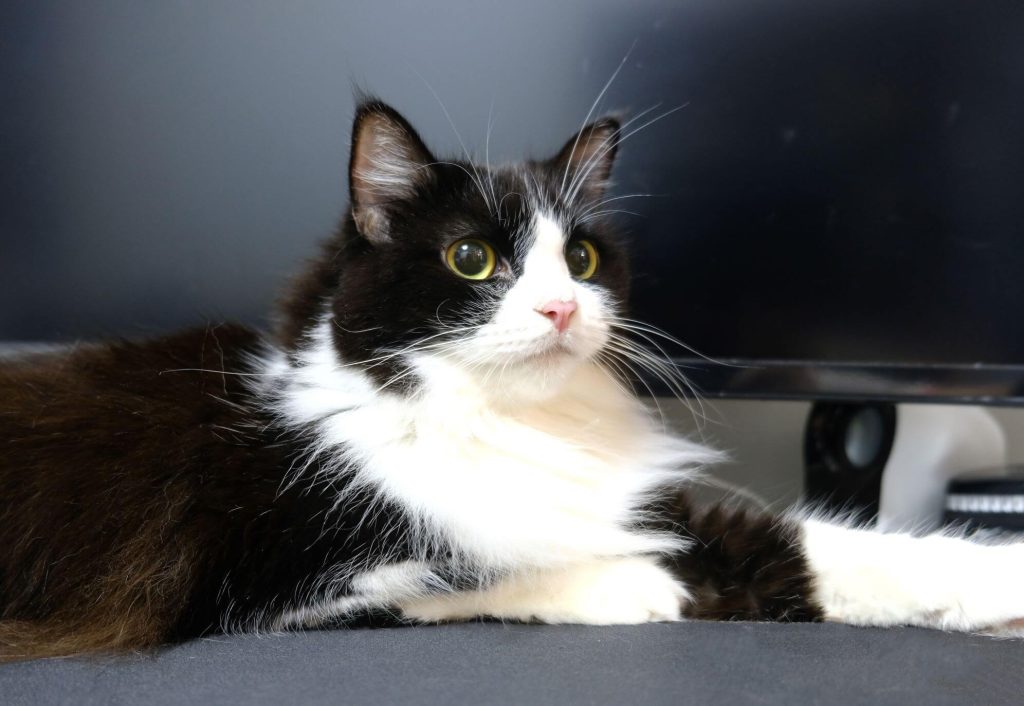 cat