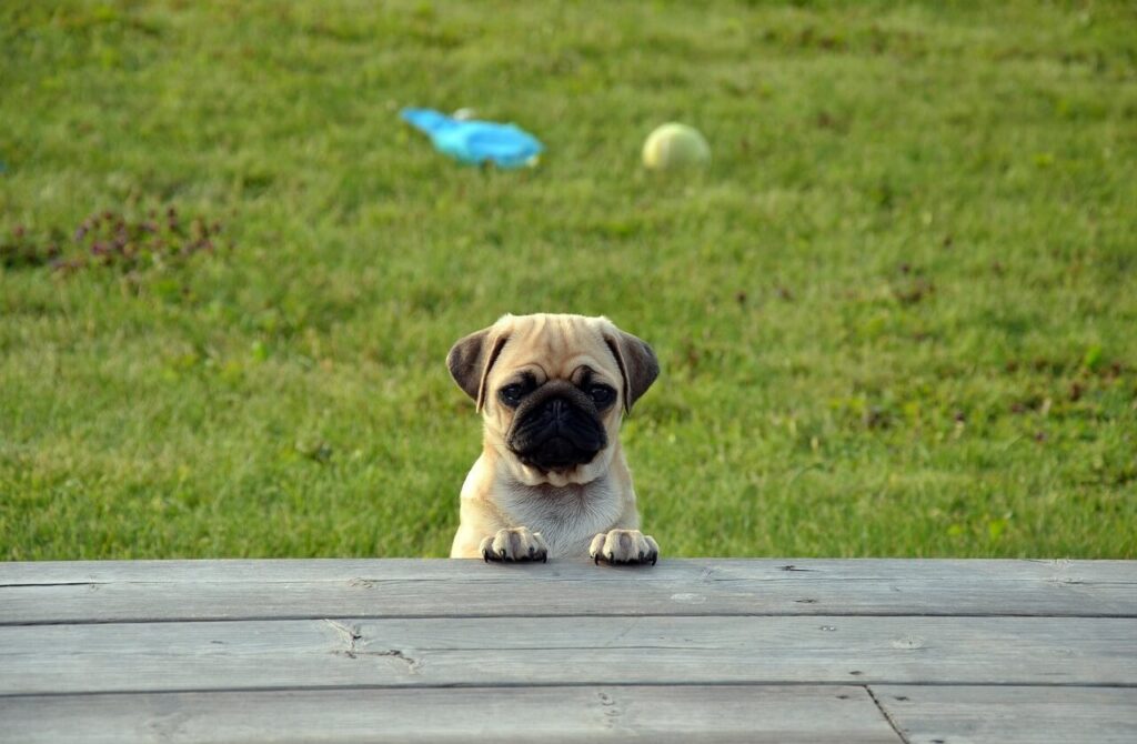Mops