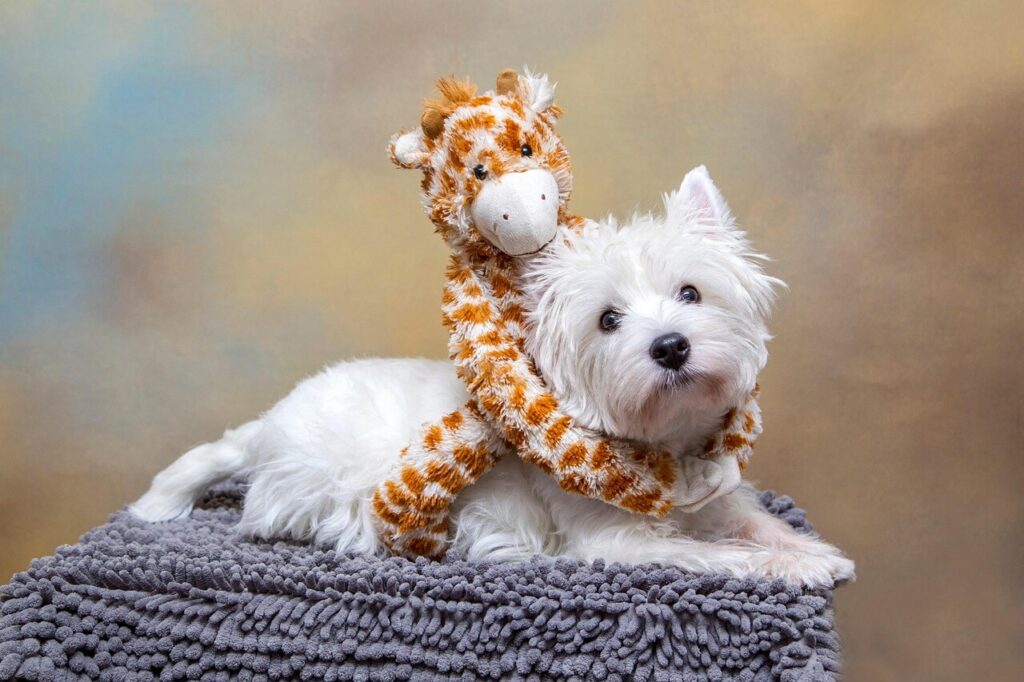 west highland white terrier