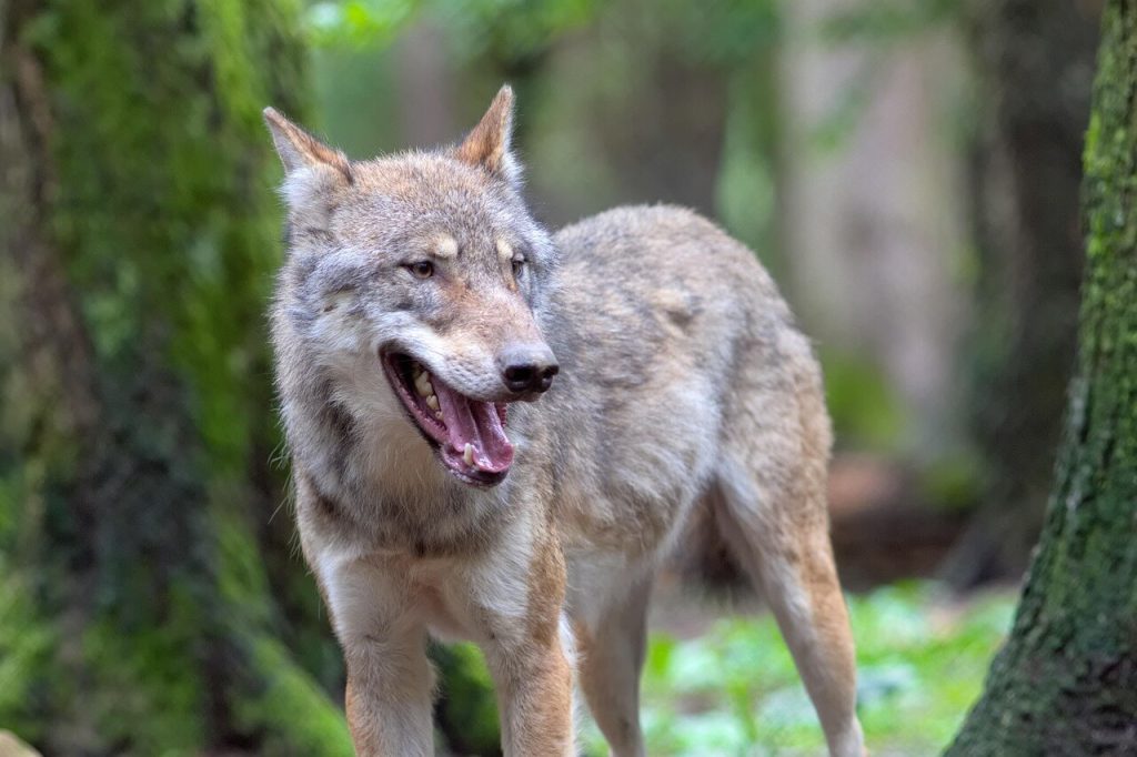 canis lupus