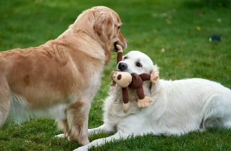 Zachowanie psa_main image