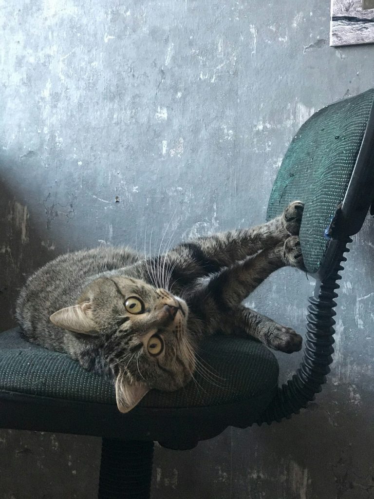 Kot drapie krzesło obrotowe