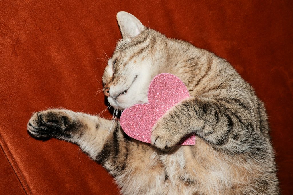 Kot z serduszkiem