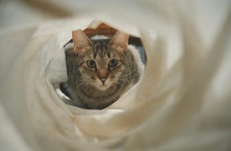 Kuweta dla kota_featured image