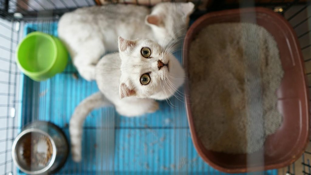 Kuweta dla kota_obrazek